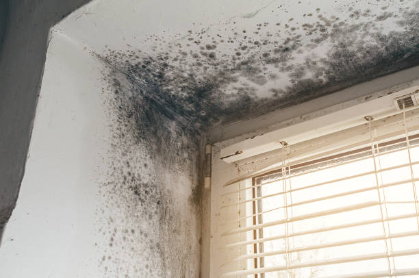 Affordable Mold Removal solutions in Pierce, CO